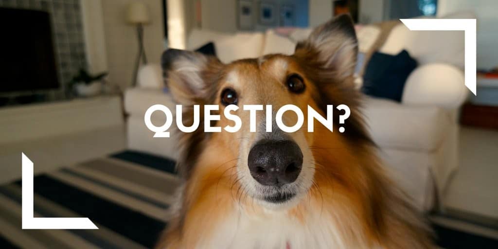 question with a dog mascot