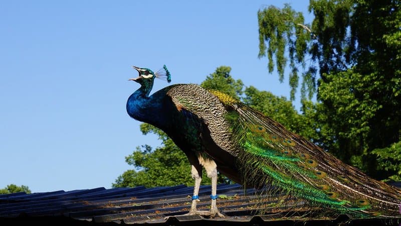 Peacock Shouting: How To Rank Blog Posts Faster In Search Engines